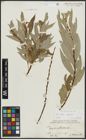 Foto von Salix alba L. x Salix fragilis L.